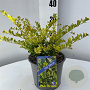 Ilex crenata 'Golden Gem' 25-30 cm 3,0L