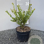 Ilex crenata 'Green Hedge' 15-20 cm 2,0L