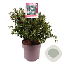 Ligustrum 'Korean Dwarf' 40-50 cm 10L