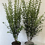 Ligustrum ovalifolium 100-125 cm 7,5L