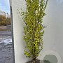 Ligustrum ovalifolium 175-200 cm met kluit