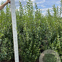 Ligustrum ovalifolium 175-200 cm met kluit