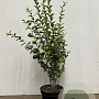 Ligustrum oval. 'Aureum' 60-80 cm 7,5L