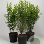 Ligustrum oval. 'Aureum' 80-100 cm 7,5L