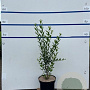 Ligustrum vulg. 'Atrovirens' 60-80 cm 7,5L