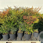 Nandina domestica 40-50 cm 9L