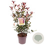 Photinia fraseri 'Carré Rouge' 70-80 cm 10L
