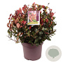 Photinia fraseri 'Little Red Robin' 30-40 cm 10L