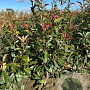 Photinia fraseri 'Red Robin' 125-150 cm met kluit