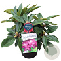 Rhododendron 'Blue Print' 30-40 cm 5,0L struik