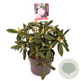Rhododendron 'Brigitte' 25-30 cm 5,0L