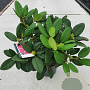 Rhododendron 'Germania' 30-40 cm 5,0L
