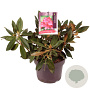Rhododendron 'Vollblut' 30-40 cm 5,0L