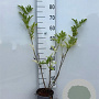 Sambucus nigra 40-60 cm 2,0L
