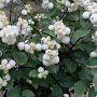 Symphoricarpos doorenbosii 'Magical Galaxy' 50-60 cm 10L
