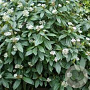 Viburnum davidii 15-20 cm 25L