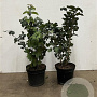 Viburnum opulus 40-60 cm 7,5L