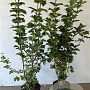 Viburnum opulus 100-125 cm 7,5L