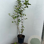 Viburnum opulus 100-125 cm 7,5L