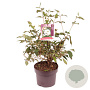 Viburnum plic. 'Watanabe' 30-40 cm 5,0L