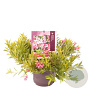 Weigela Picobella Rosa 20-30 cm 3,0L