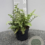 Athyrium filix-femina GM 2,0L