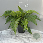 Polystichum polyblepharum GM 2,0L