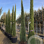 Cupressus sempervirens 350-375 cm cont. 110L