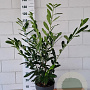 Prunus l. 'Caucasica' 80-100 cm 10L