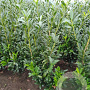 Prunus l. 'Caucasica' 125-150 cm met kluit