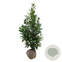 Prunus l. 'Caucasica' 125-150 cm met kluit