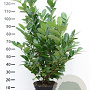 Prunus I. 'Rotundifolia' 100-125 cm met kluit