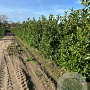 Prunus I. 'Rotundifolia' 175-200 cm met kluit