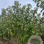 Prunus ser. 'Kanzan' 200-250 cm draadkluit meerstammig