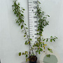 Frangula alnus 100-125 cm 5,0L