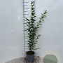 Ligustrum ovalifolium 40-60 cm 2,0L