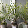 Ligustrum vulg. 'Atrovirens' 60-80 cm 5,0L