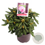 Rhododendron (Y) 'Kalinka' 25-30 cm 5,0L