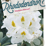 Rhododendron 'Madame Masson' 30-40 cm 5,0L