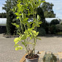 Sambucus nigra 60-80 cm 2,0L