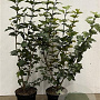 Viburnum opulus 80-100 cm 7,5L