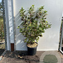 Viburnum opulus 'Roseum' 60-80 cm 7,5L