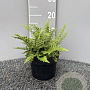 Dryopteris affinis GM 2,0L