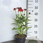 Echinacea Lakota Red GM 2,0L