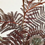 Albizia julibr. 'Summer Chocolate' 125-150 cm 3,5L