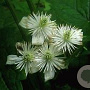 Clematis trichotoma 120-140 cm met kluit