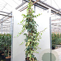 Hedera alg. 'Gloire de Marengo' 40-60 cm 2,0L rozenpot