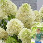 Hydrangea pan. Skyfall 10-15 cm 2,5L