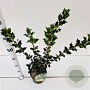 Osmanthus heterophyllus 30-40 cm 2,0L