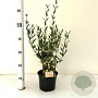 Phillyrea angustifolia 40-60 cm 2,0L